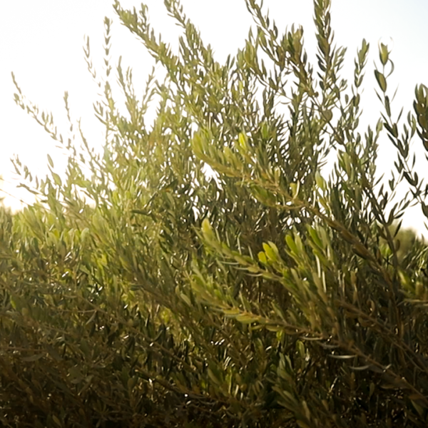 جوجوبا 600x600