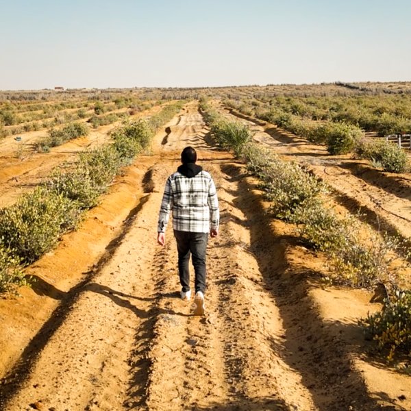 زراعة الجوجوبا في العلمين 600x600