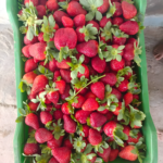 الفراولة الطازجة