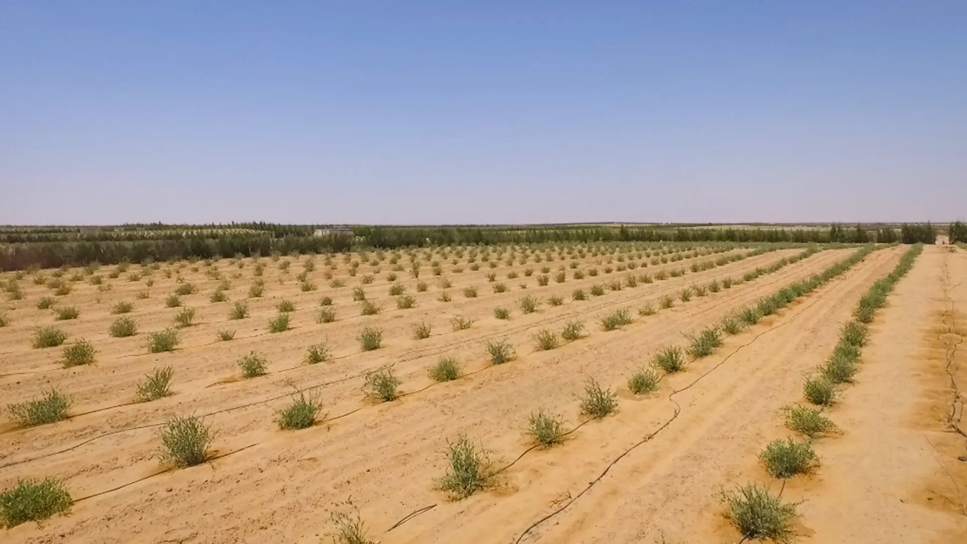 Jojoba