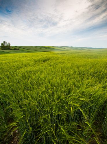 countryside field, sunny day in the countryside, greengrass